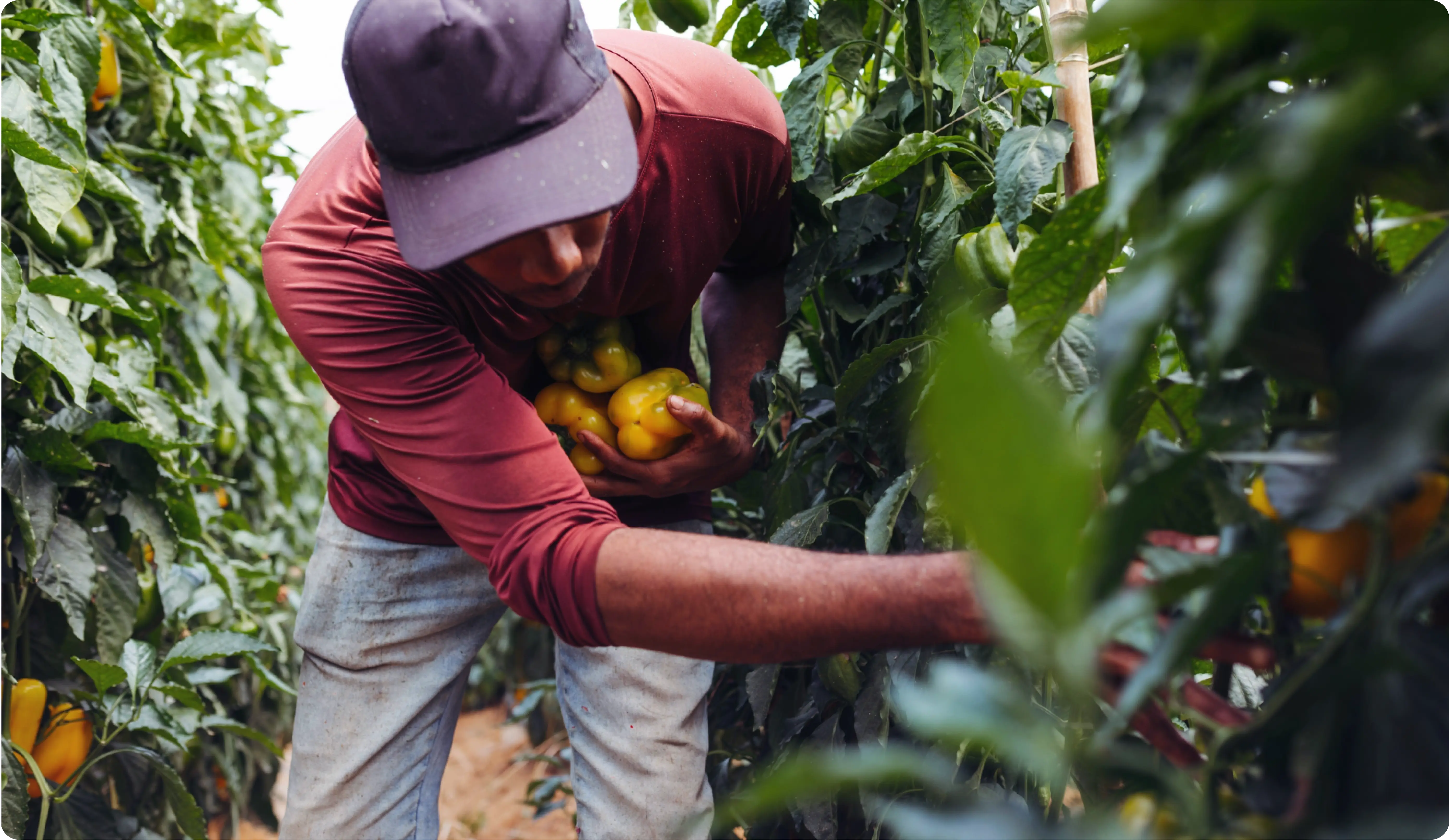  farmer wearing a dark cap and a red long-sleeve shirt is harvesting yellow bell peppers in a lush green field. He is bending over, carefully picking the peppers, with several already held in his arm.