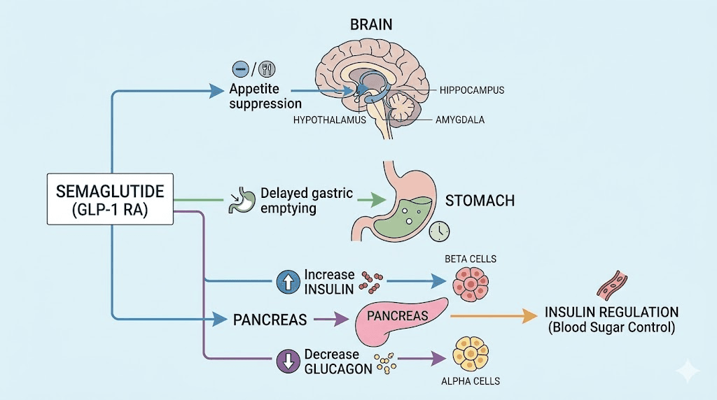 How semaglutide works for weight loss in the brain stomach and pancreas