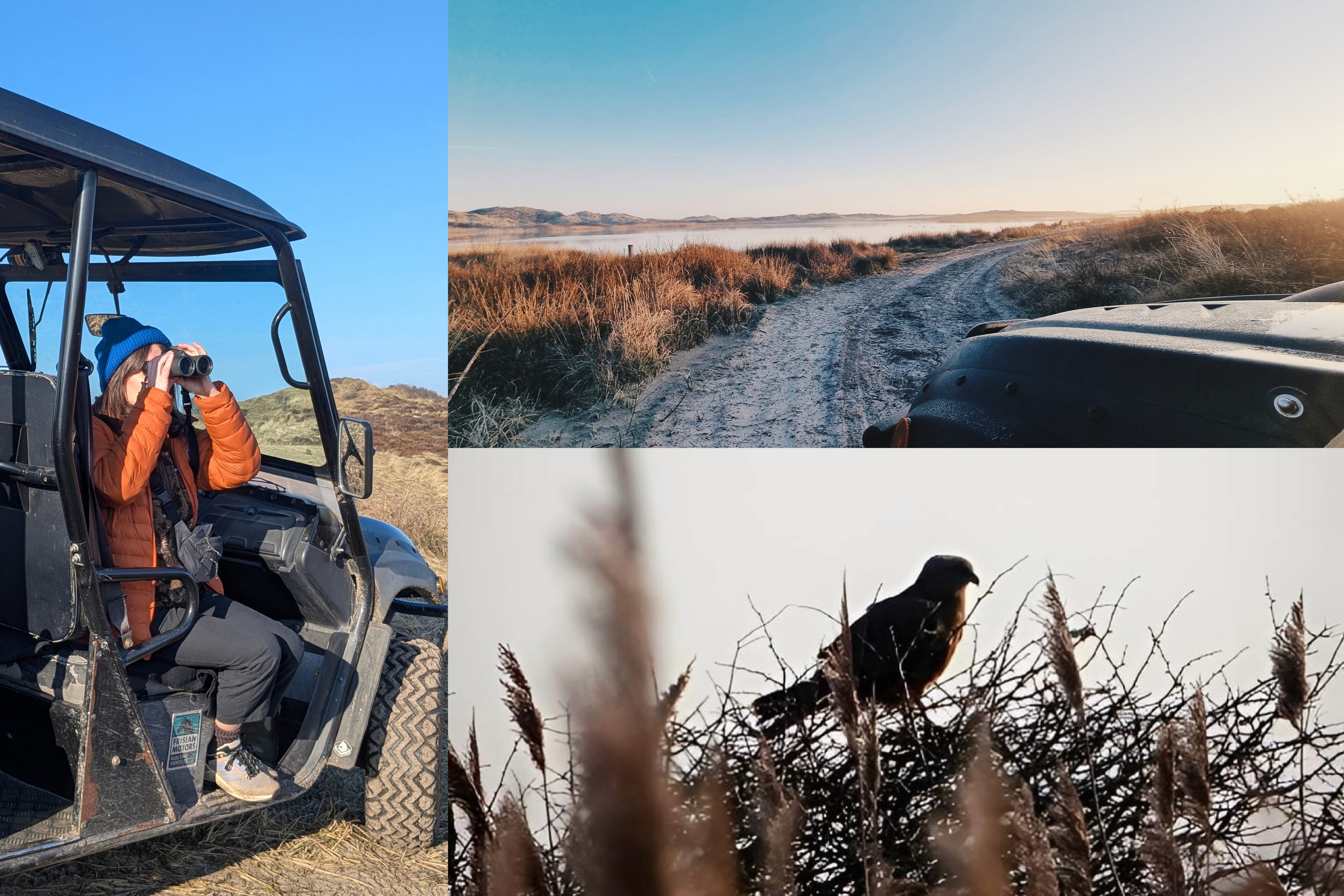 Spotting migratory birds on Terschelling