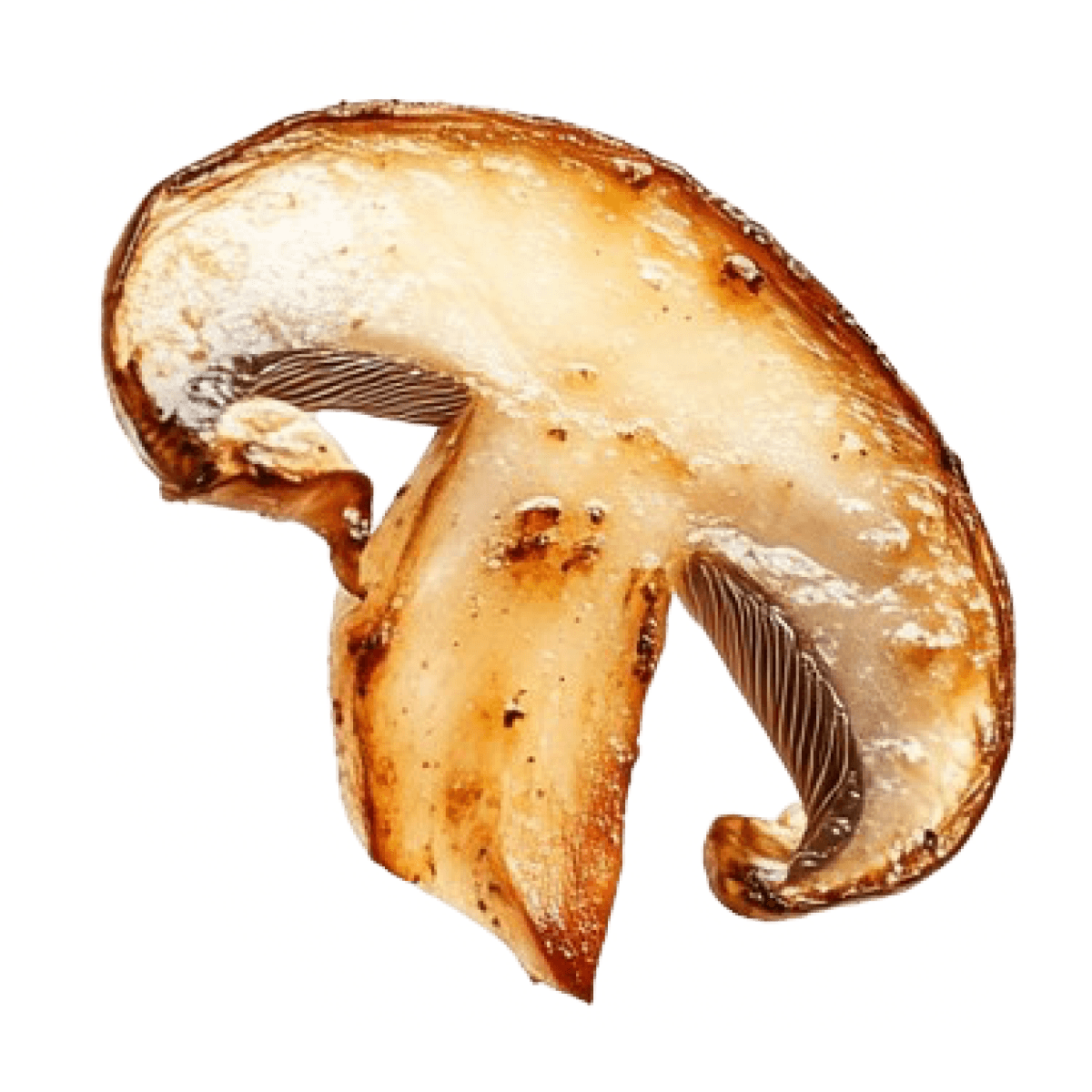 mushroom_2
