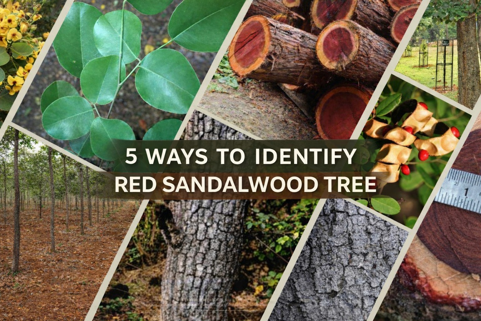 How to Identify Red Sandalwood Tree (Complete Field Guide) - blog cover by Charan Group