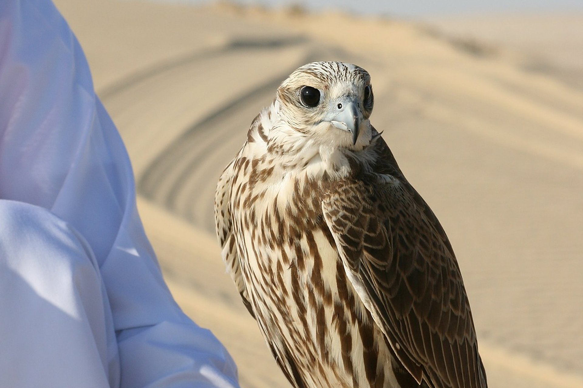 Un faucon sacre posé sur le poing d'un fauconnier en thobe blanc, dans les dunes du Qatar