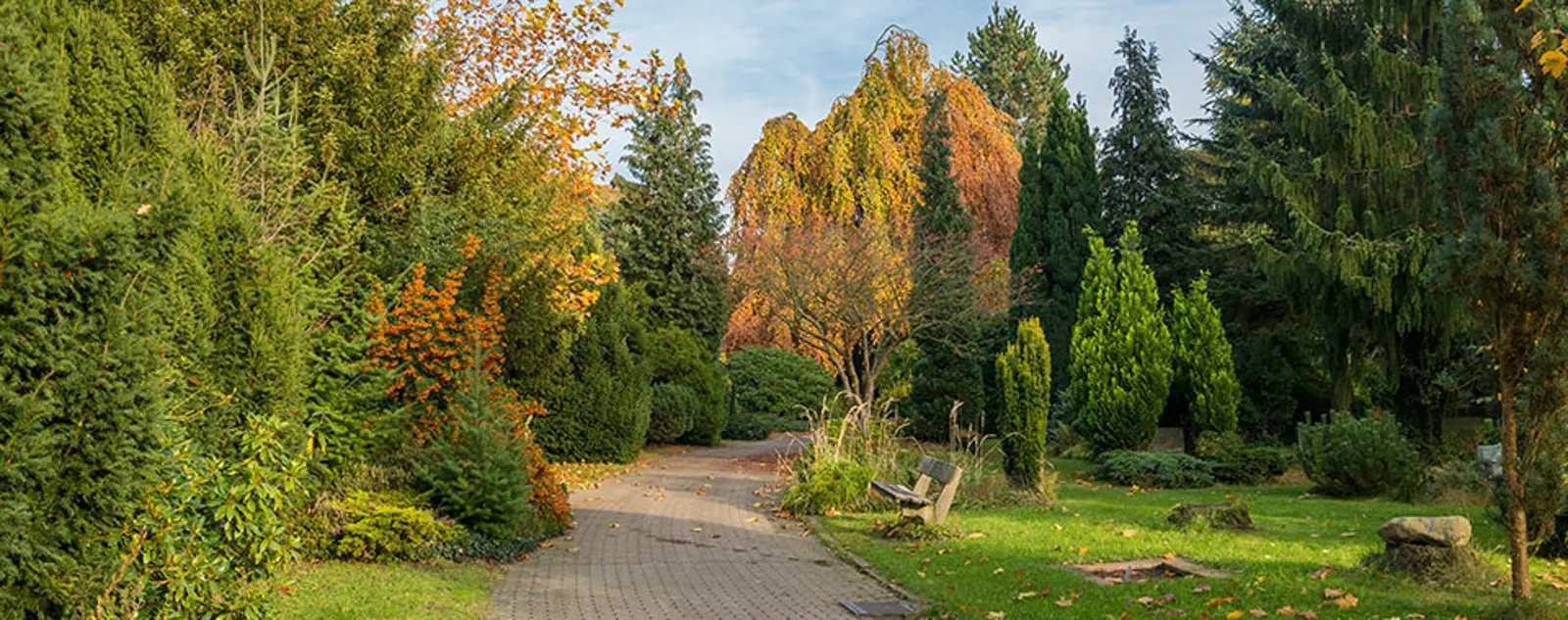 Park path lined with diverse trees displaying green and autumn colors.