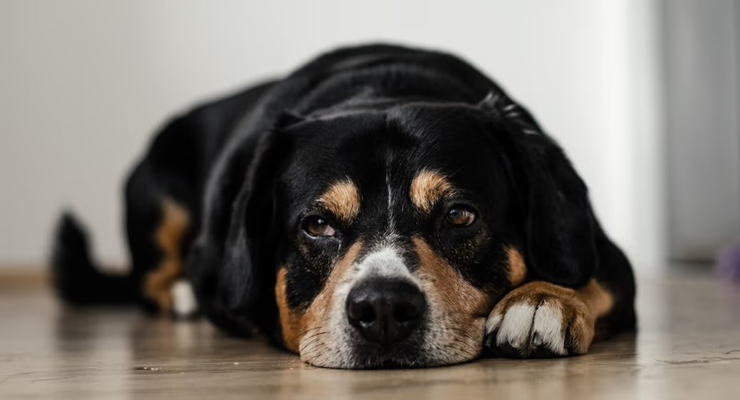 A large black and tan mixed-breed dog lies flat on a wooden floor, looking up with sad, soulful eyes.