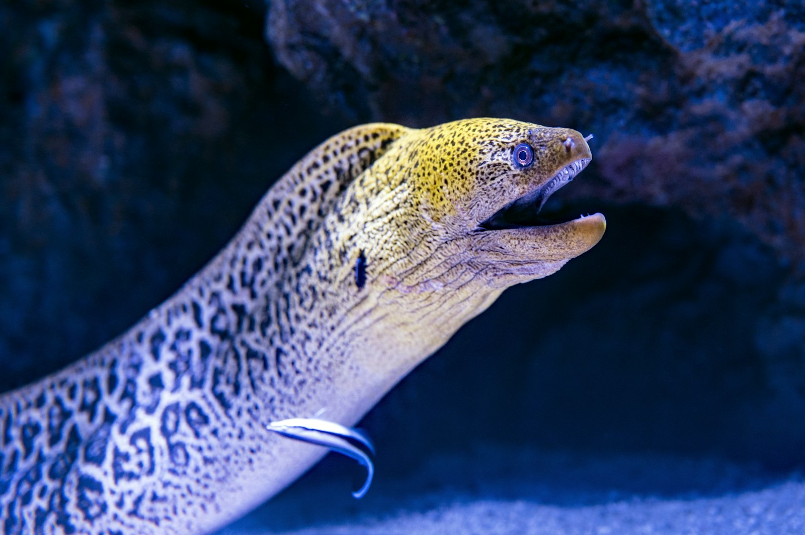 Giant moray eel with its mouth open being attended by a cleaner wrasse