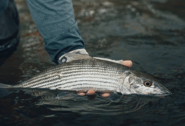 Closeup of a bonefish being held by a human hand just above water level on a shallow flat in Belize