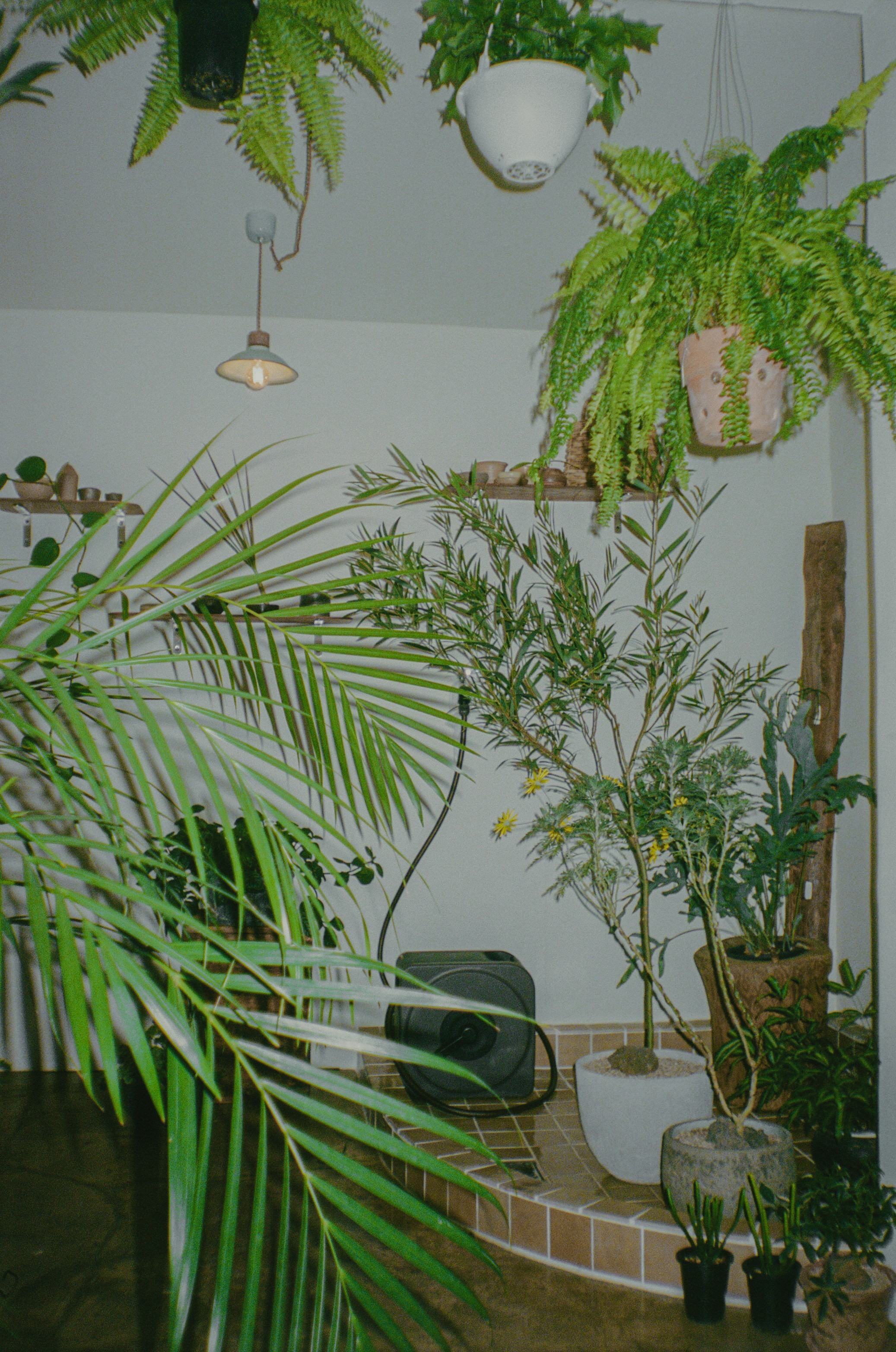 Palm trees frame a dramatic mountain valley landscape