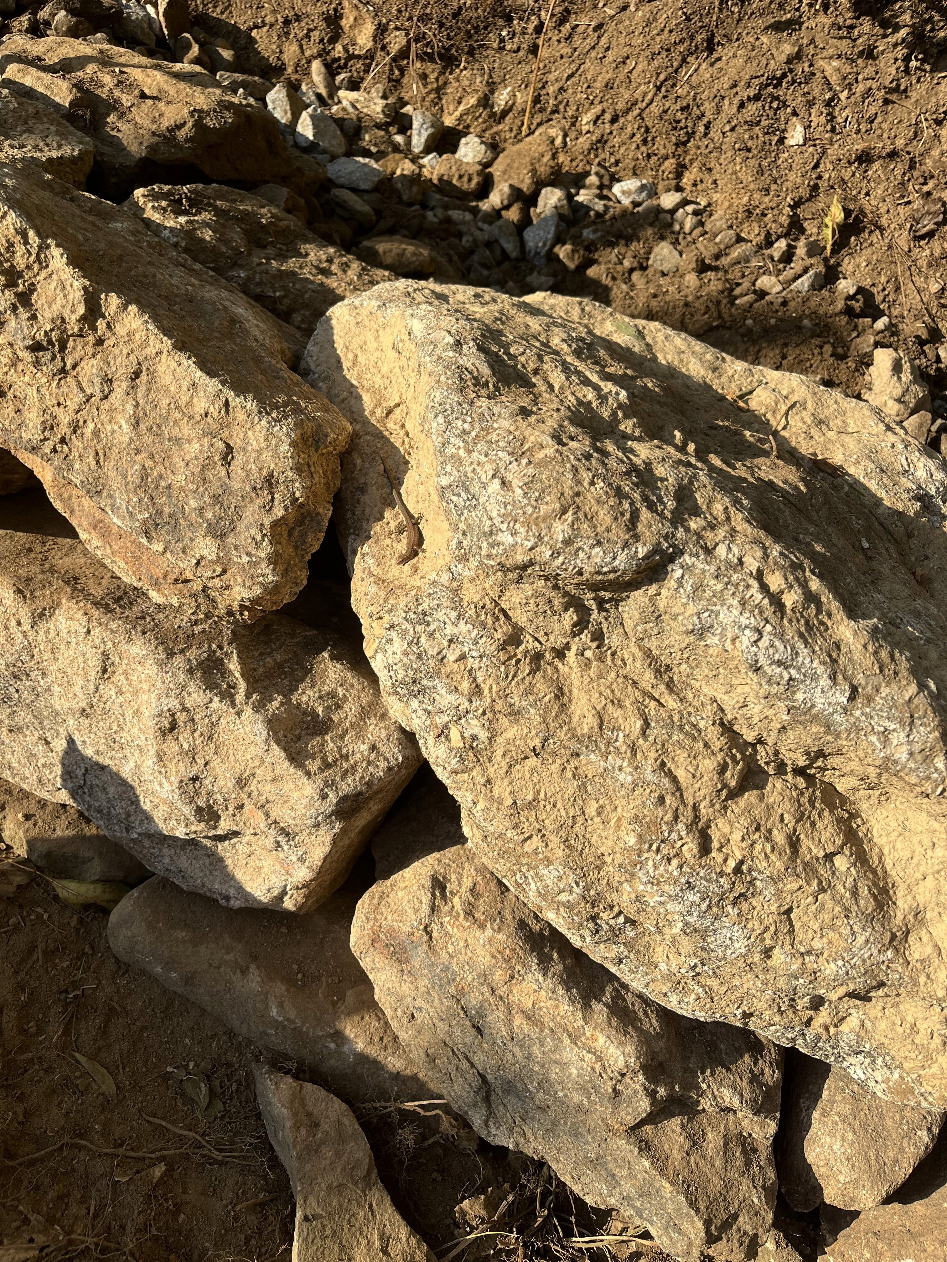 Eidechse in Trockenmauer