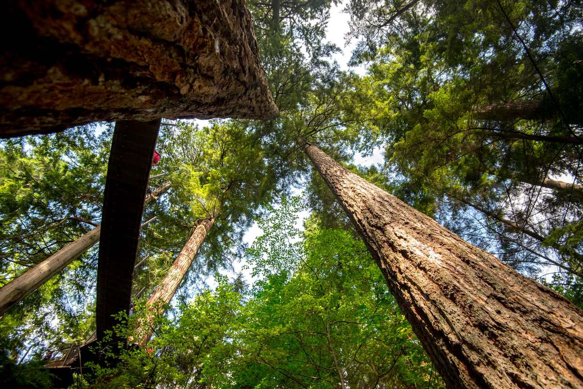 Looking up at towering redwood trees with thick bark and green needles against a bright sky in a dense forest.