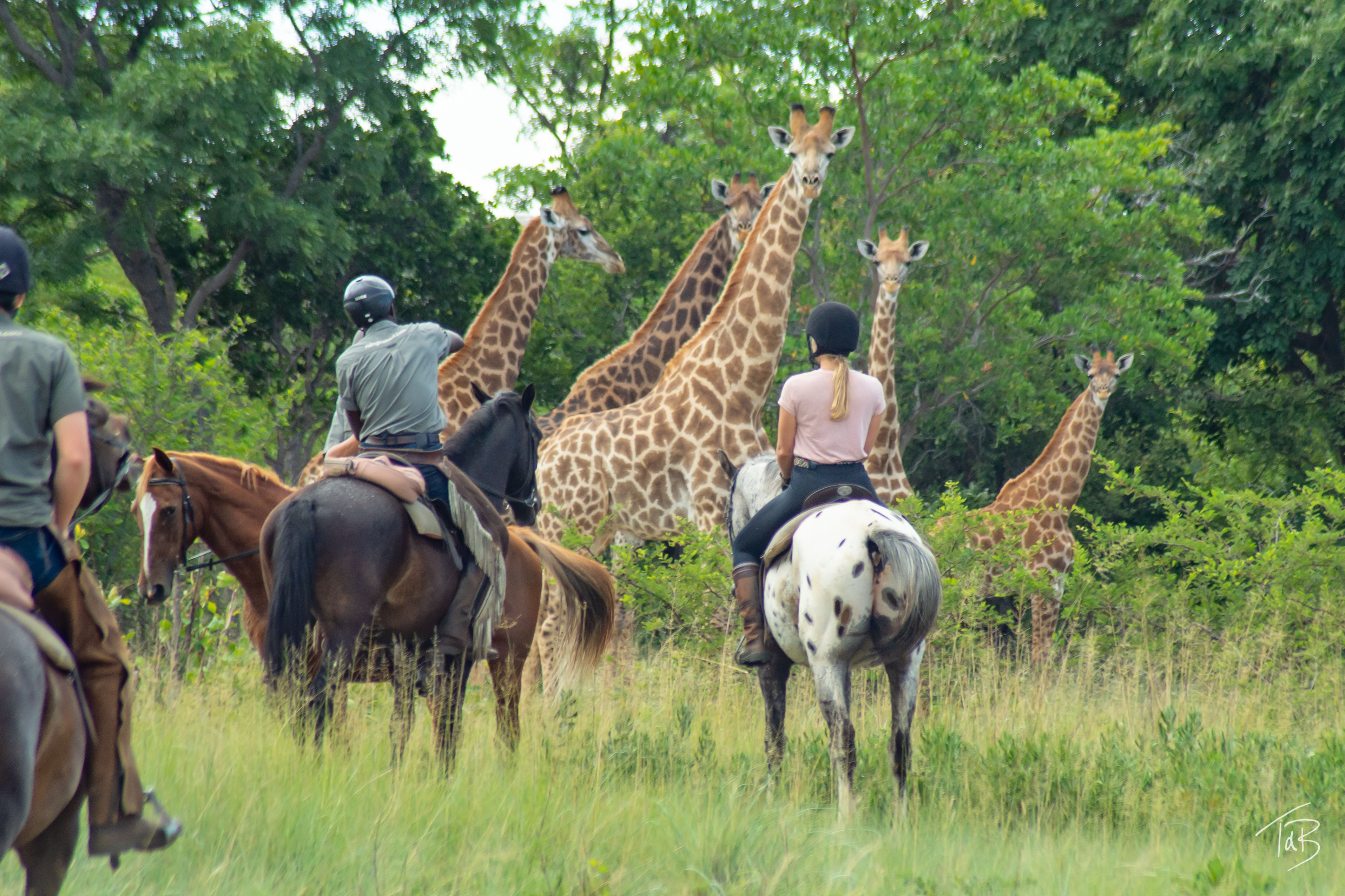 Ridsafari i Waterberg, Sydafrika – tre ryttare till häst står nära fem giraffer i ett lummigt, grönt landskap.