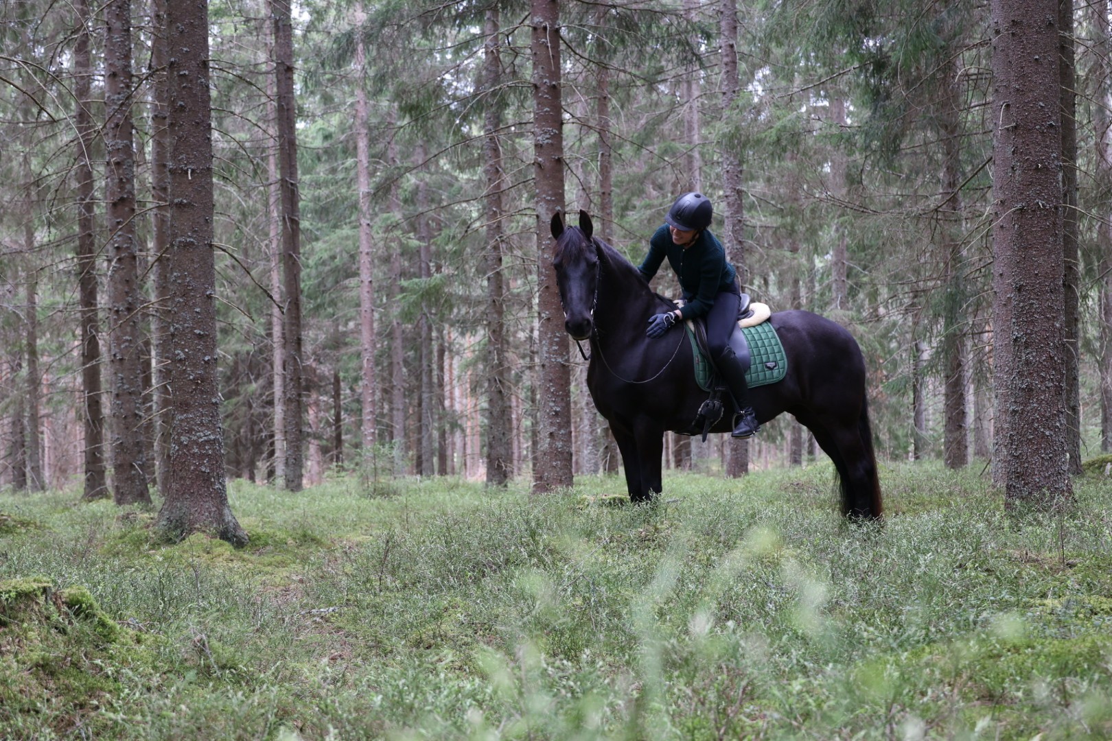 Rider and horse in the forest