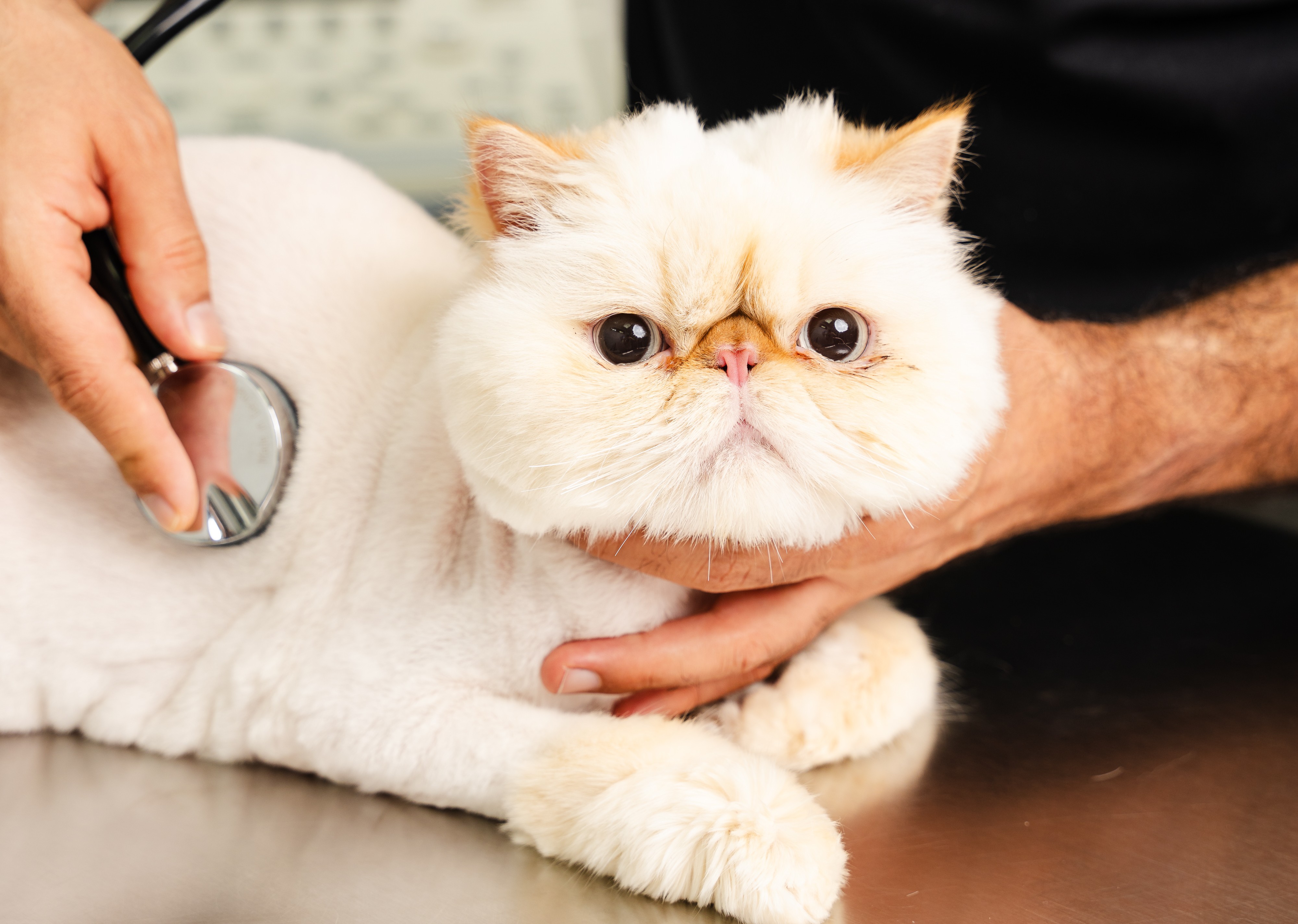 Ringworm in cats can spread through direct contact with infect animals