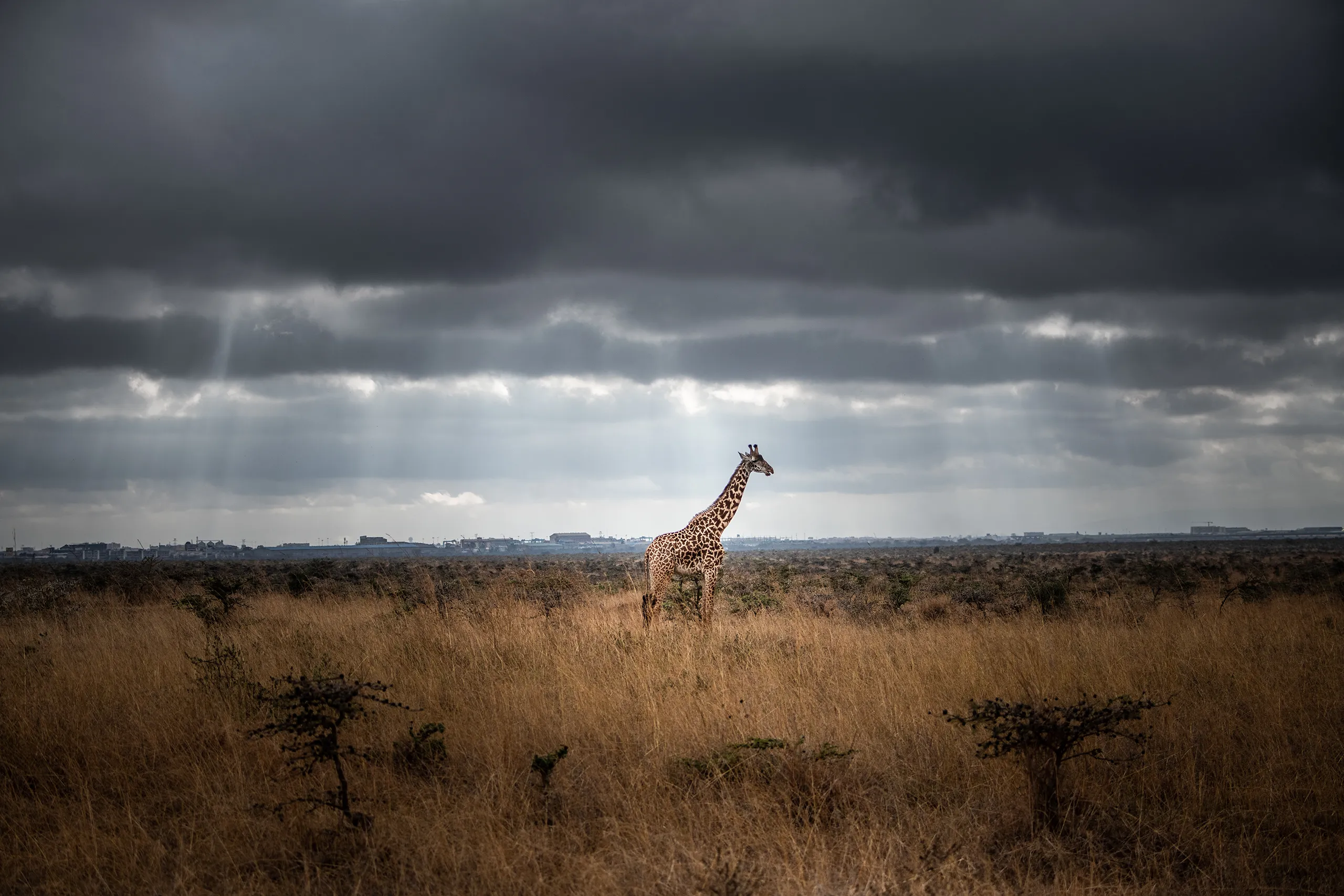 A cinematic shot of a lone giraffe walking against a dark moody storm sky on the horizon.
