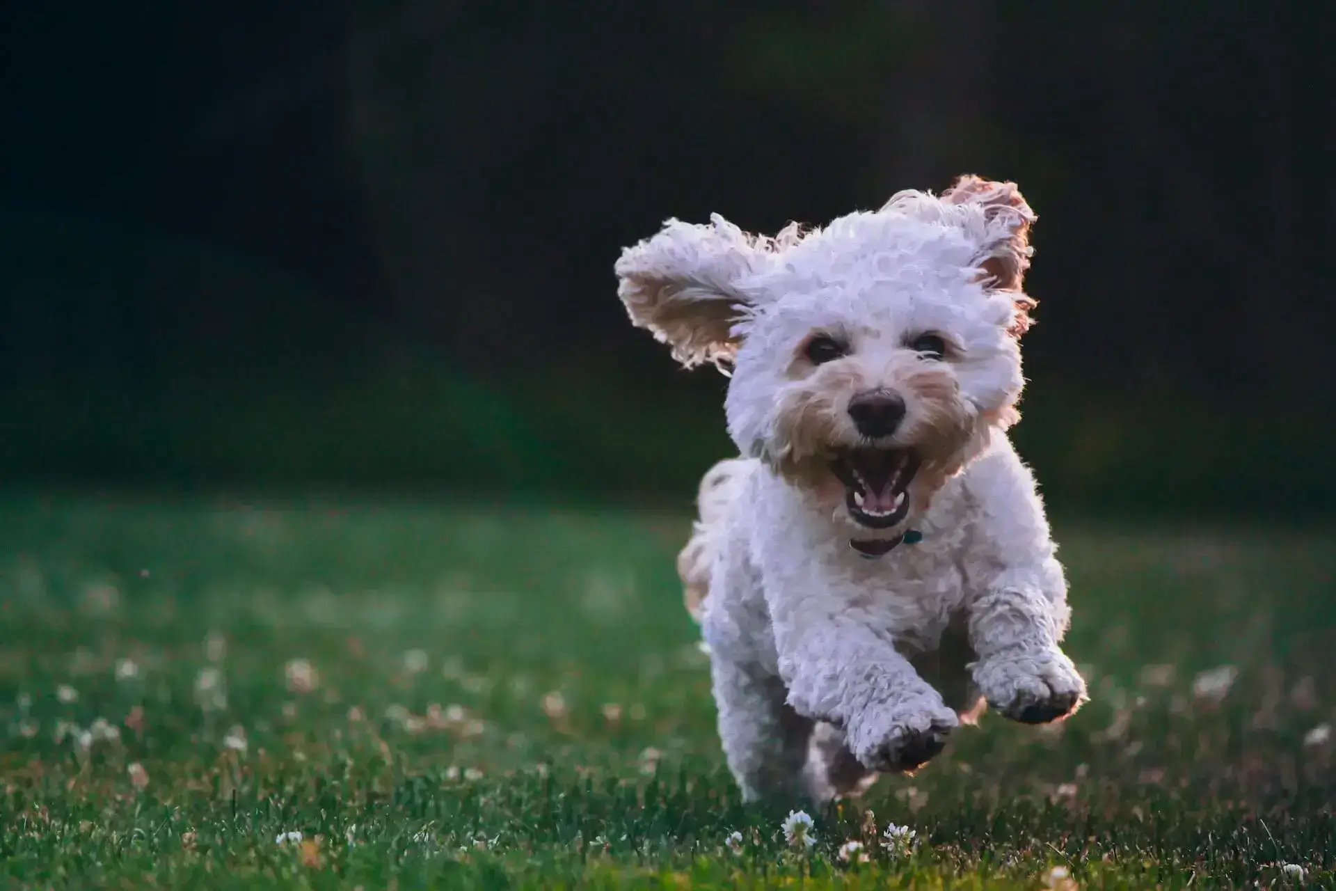 kleiner weisser hund rennt auf rasen in garten