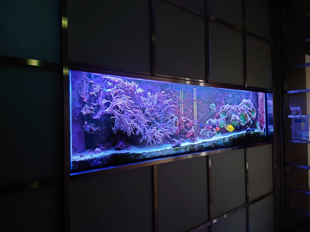 壁面に組み込まれた横長の海水水槽で、発色の良いイソギンチャクと魚がライトアップされている様子