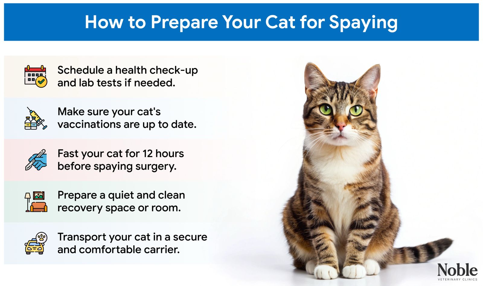 An infographic illustrating the tips on preparing your cat for spaying.