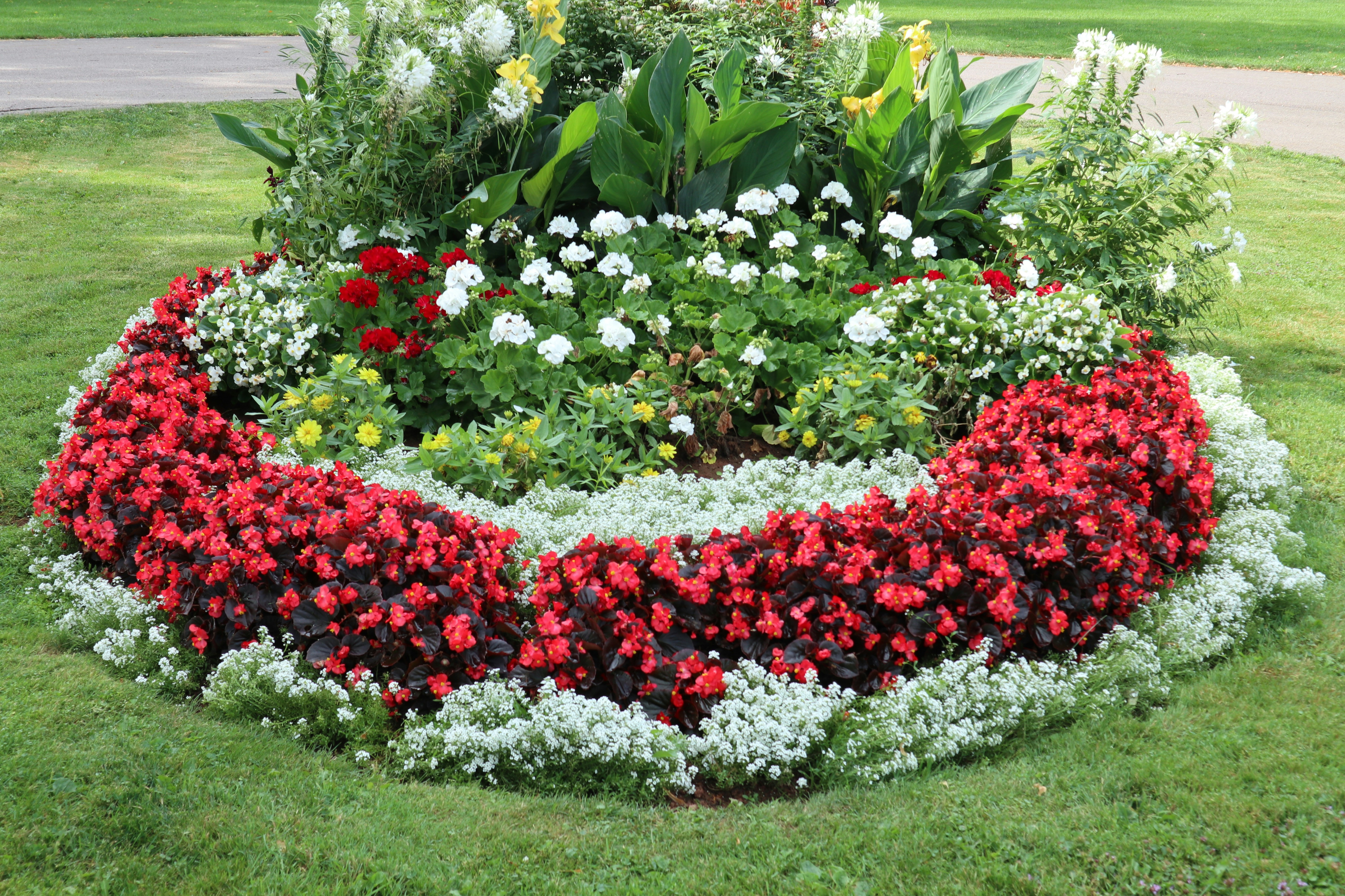 red and white flower garden