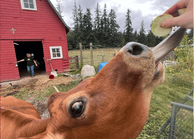Life at Meadow and Moss Farm