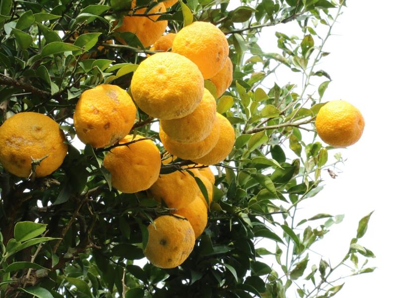 Cedro