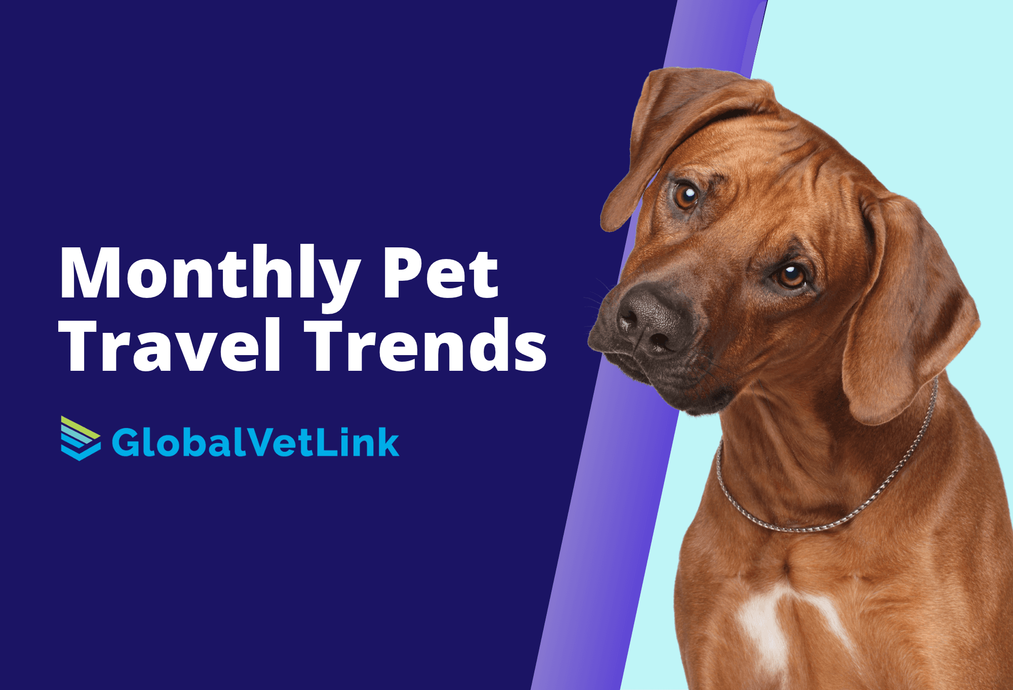Pet Travel Trend Cover Photo For September Red Dog
