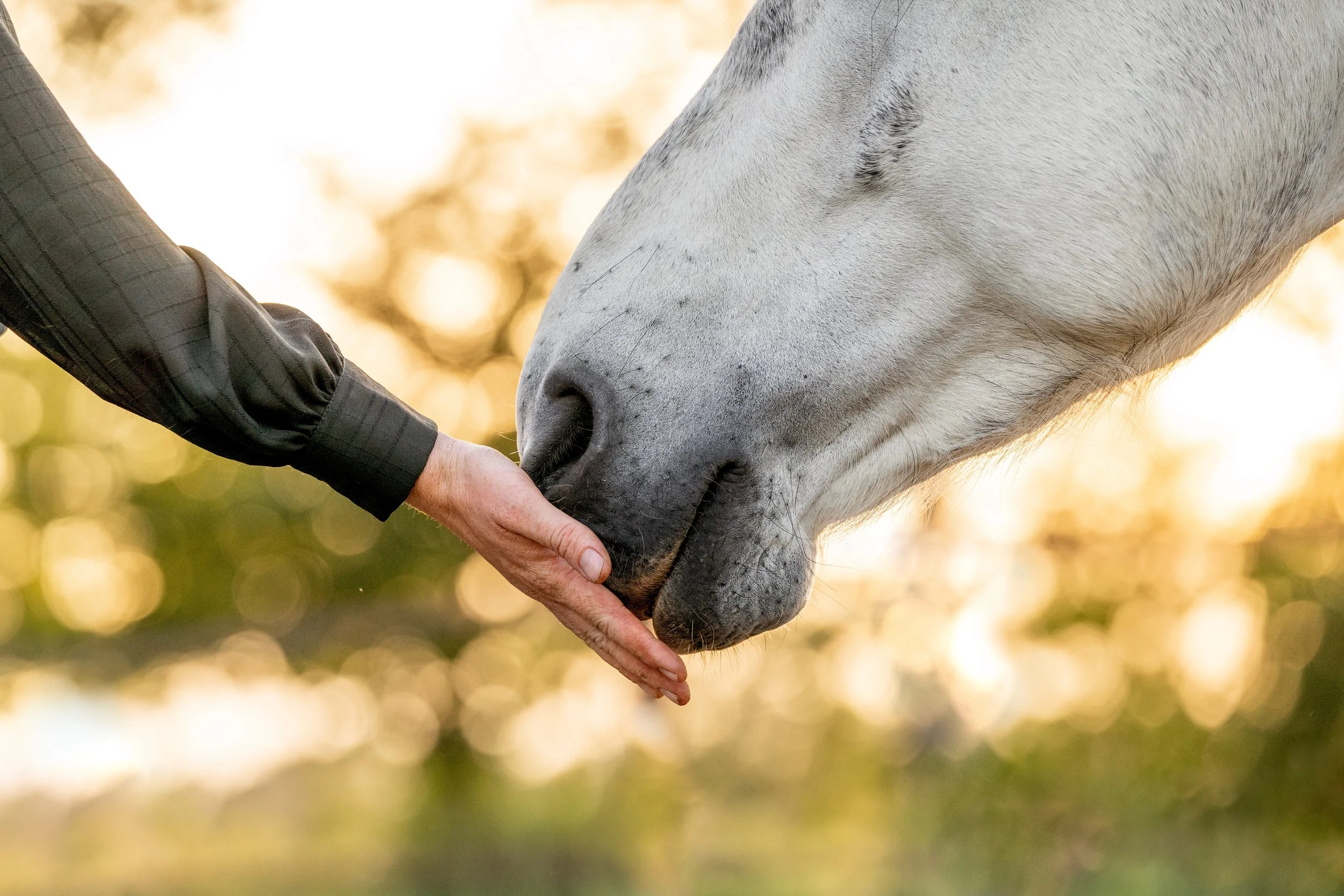 Horse in a field