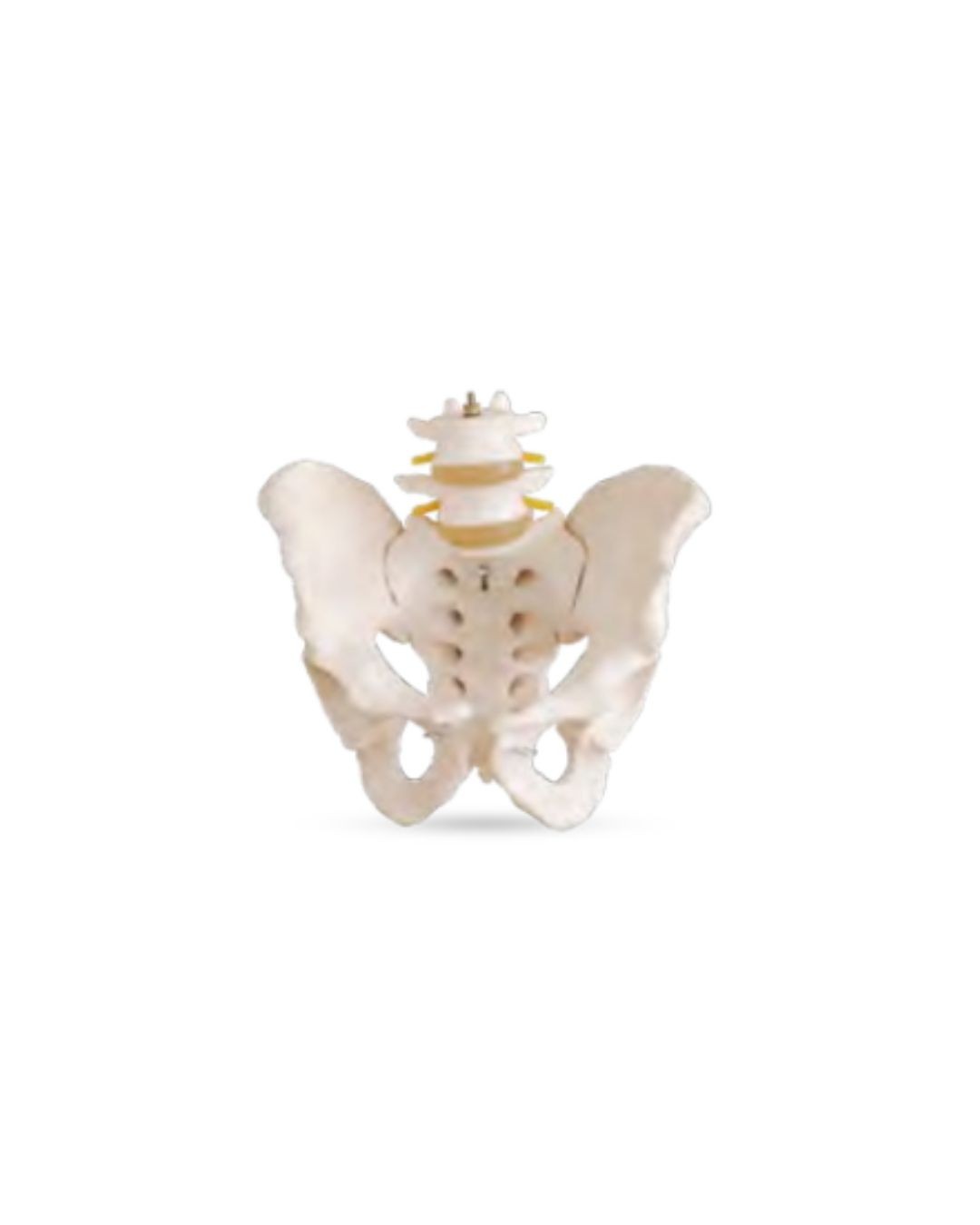 Skeletal Pelvis with Two Lumbars