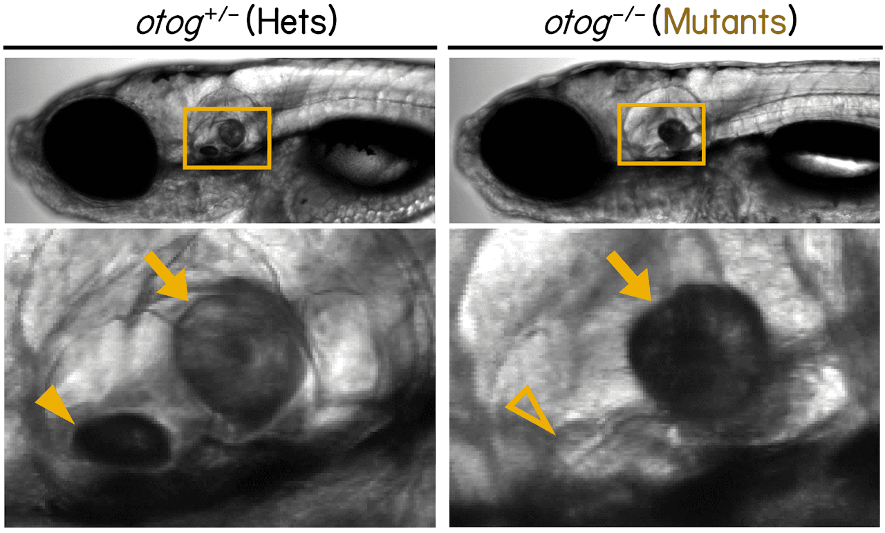 Images showing the otoliths in the inner ear of zebrafish larvae