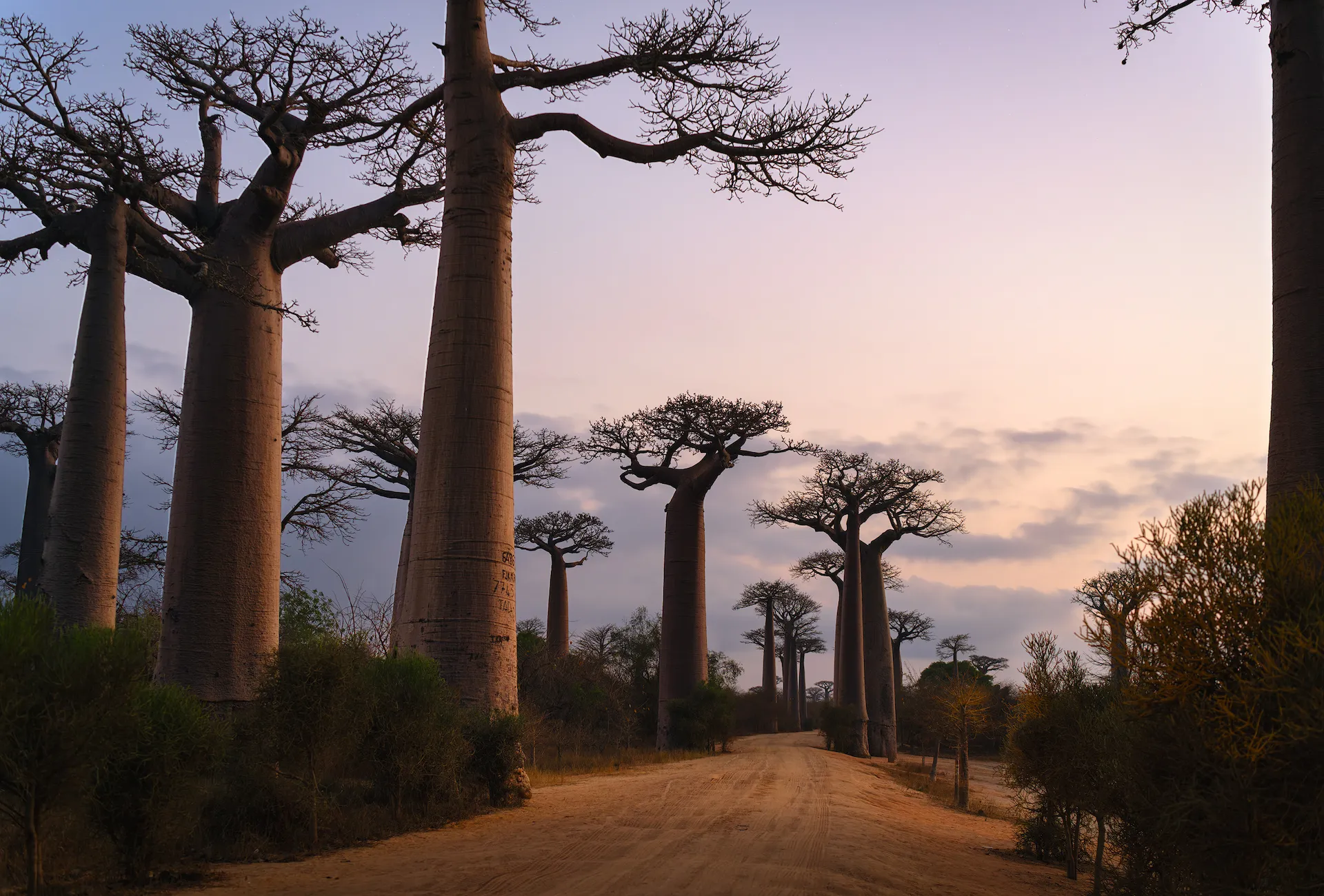 Avenida de los Baobas en Madagascar