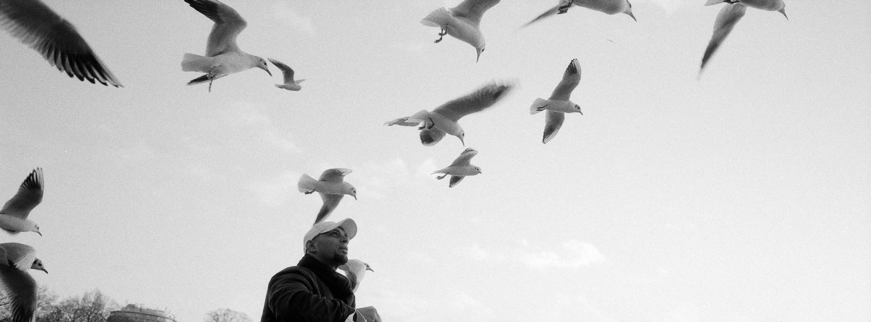 Panoramic film photography of a man with birds triptych wall art from London Hyde Park, capturing a man feeding birds at sunset in black and white.