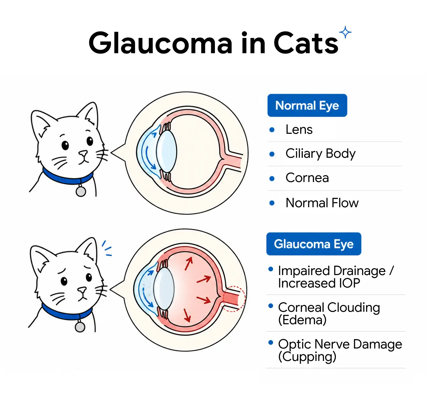 An infogrpahic showing the difference between a normal eye and an eye with glaucoma in cats.