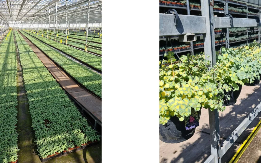 Two pictures of inside the Escaro Plants Greenhouse