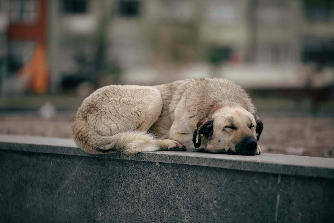 Perro en situación de calle que fue rescatado en Morelia
