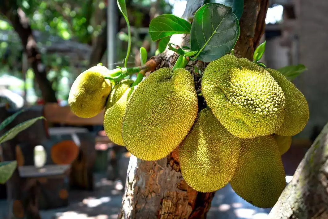 Benefits of Jackfruit for Diabetes