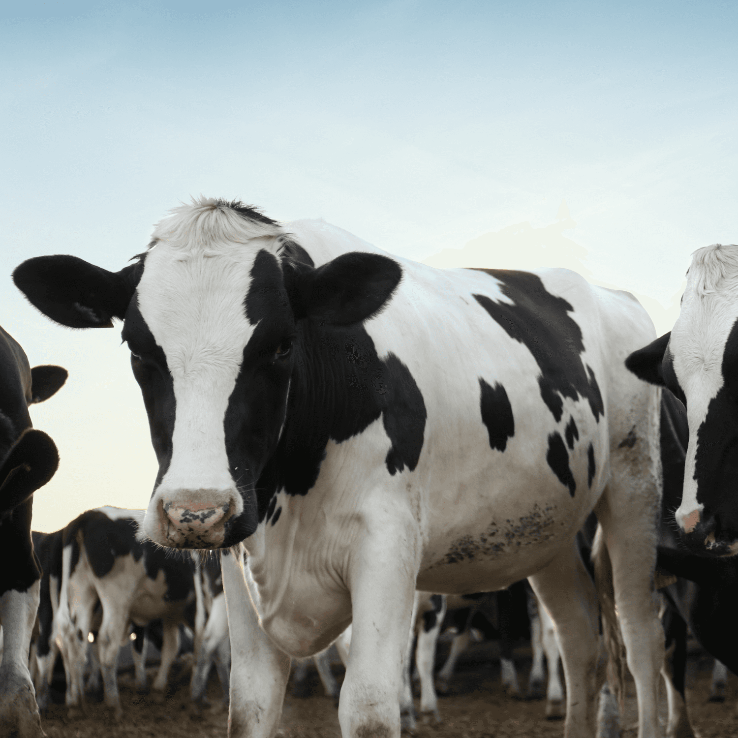 cow