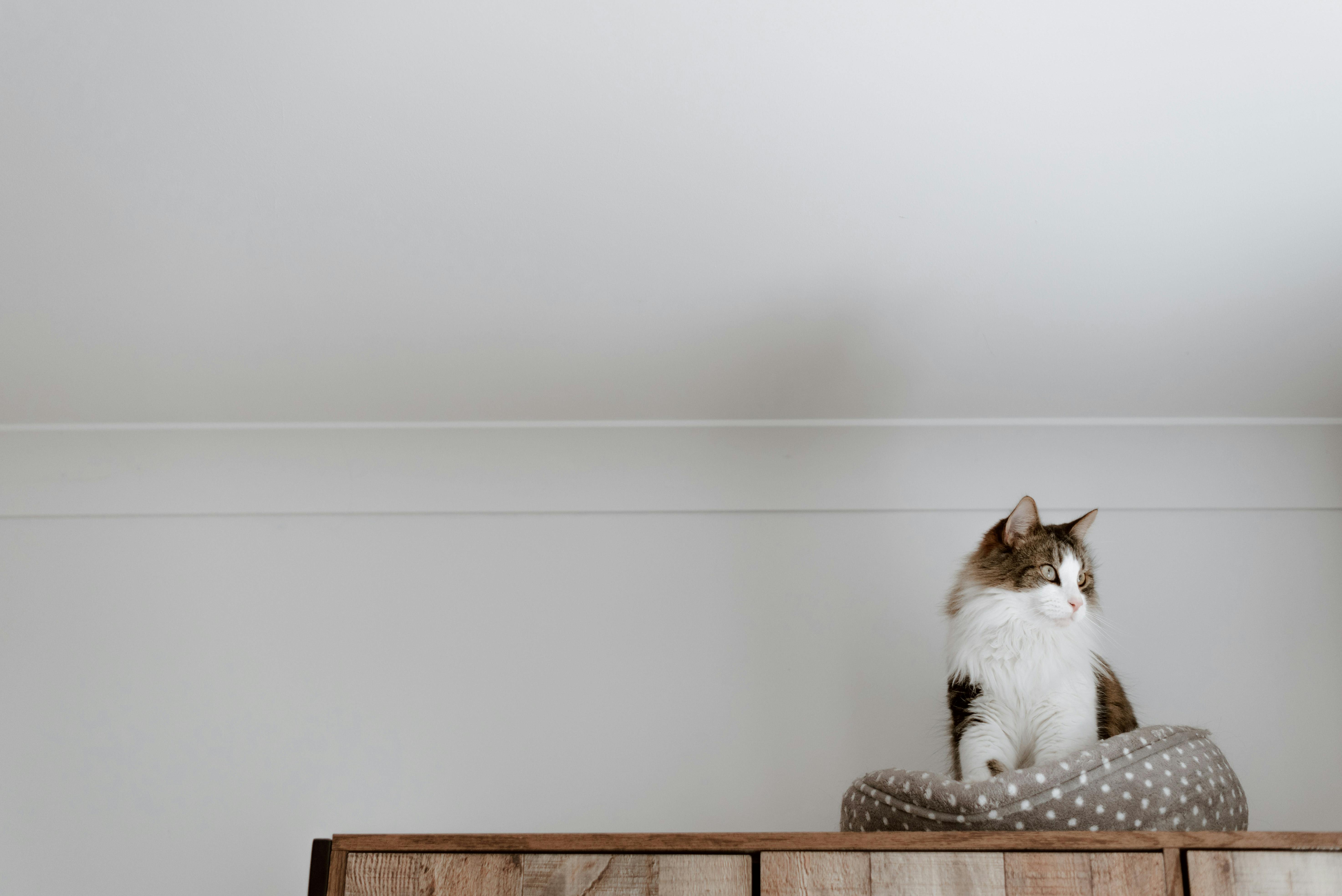 cat sitting on a wooden cabinet