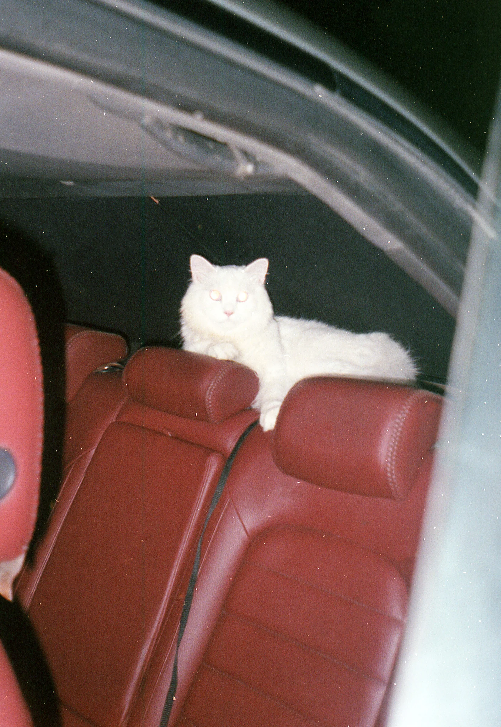 Cat in the Back Seat