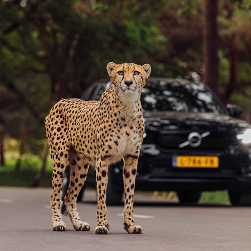 荷兰希尔伐伦贝克野生动物园门票