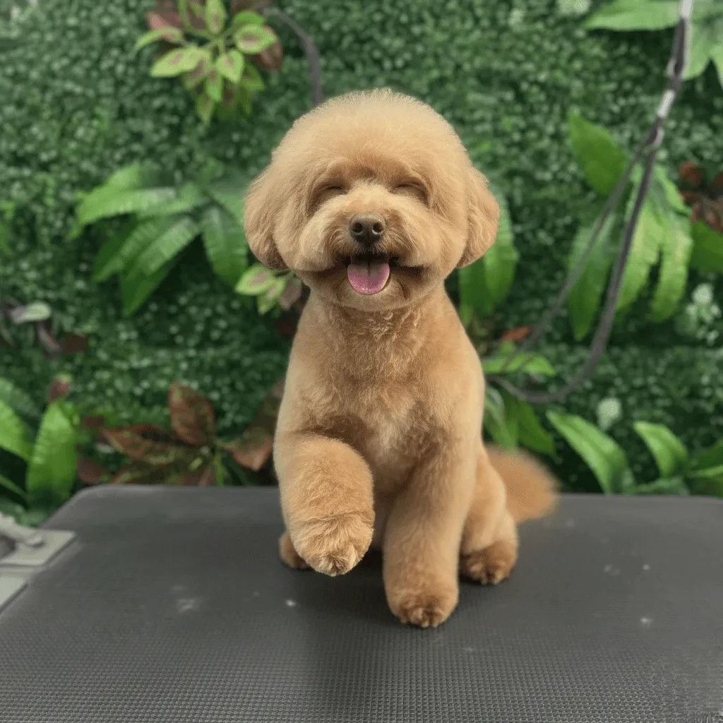 Un perro caniche marrón sonriendo y dando la pata. Peluquería canina con un fondo de follaje verde.