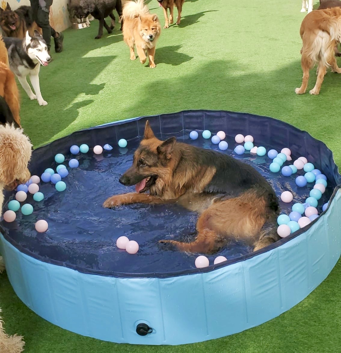 doggy daycare dubai