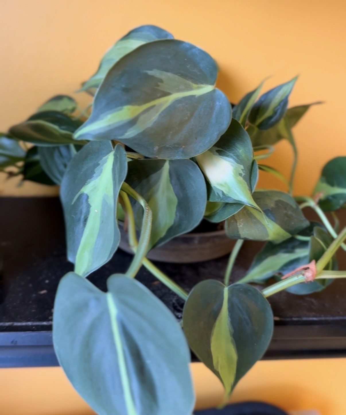black turntable on brown wooden table