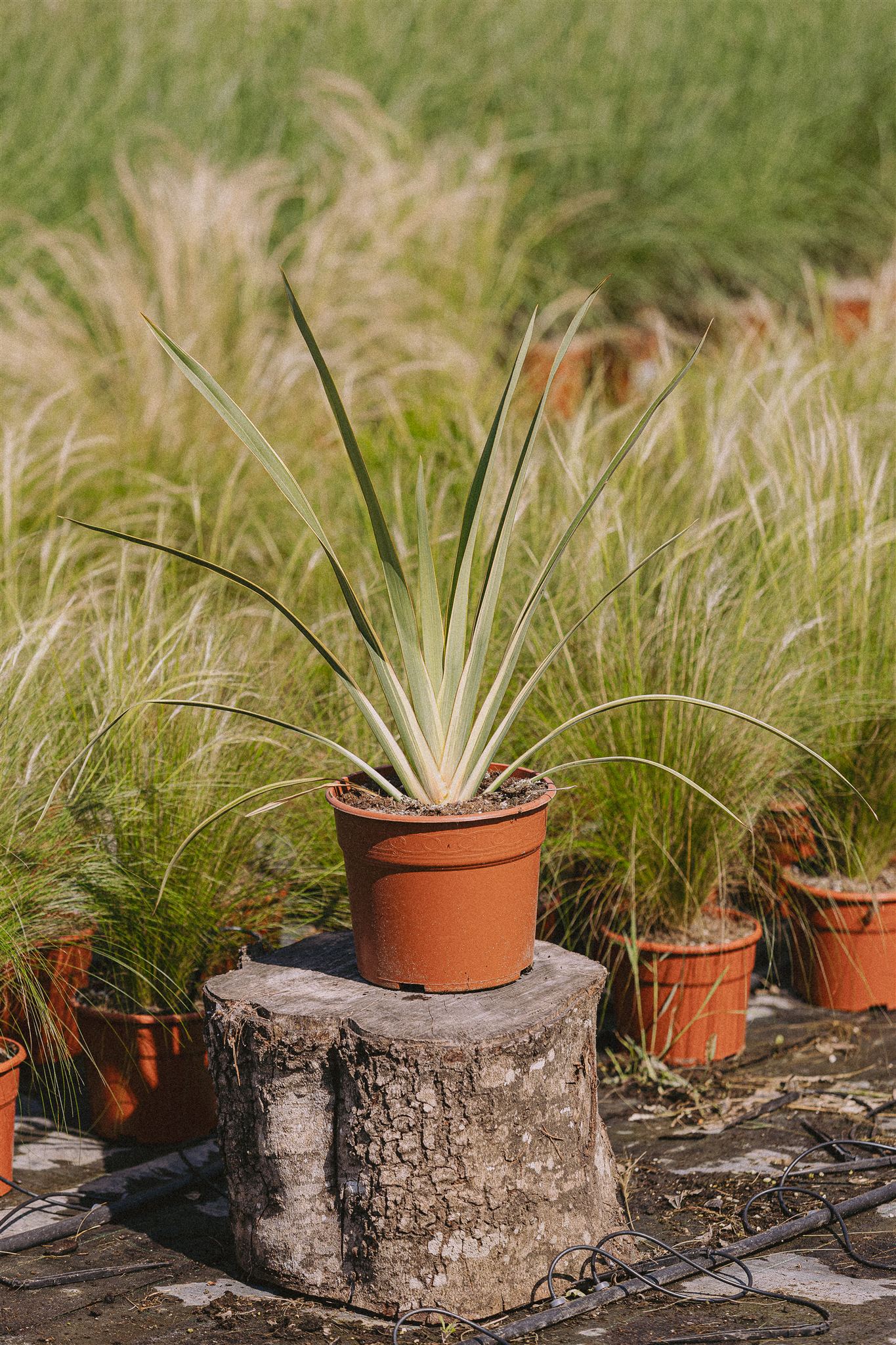 Phormium tenax Eiviss Garden