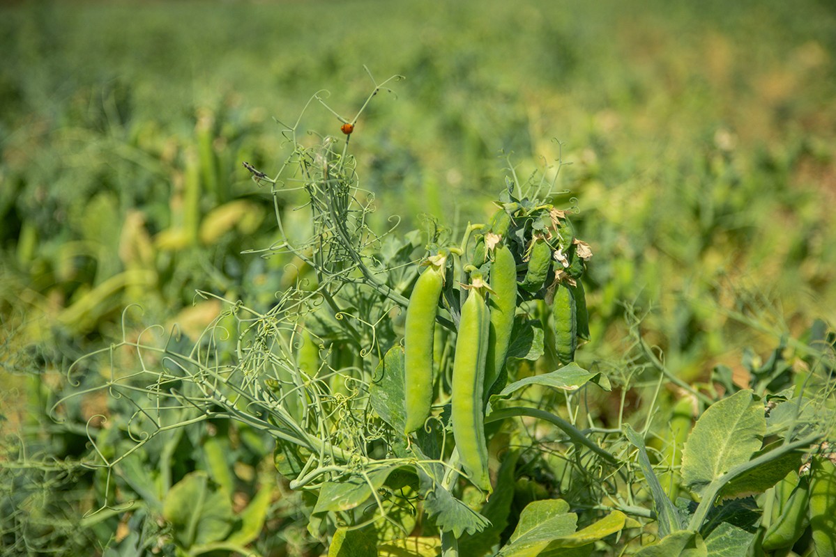 A close-up of plump green pea pods growing on the vine in a field, with curling tendrils and a ladybird visible at the top of the plant, and the broader crop softly blurred in the background.