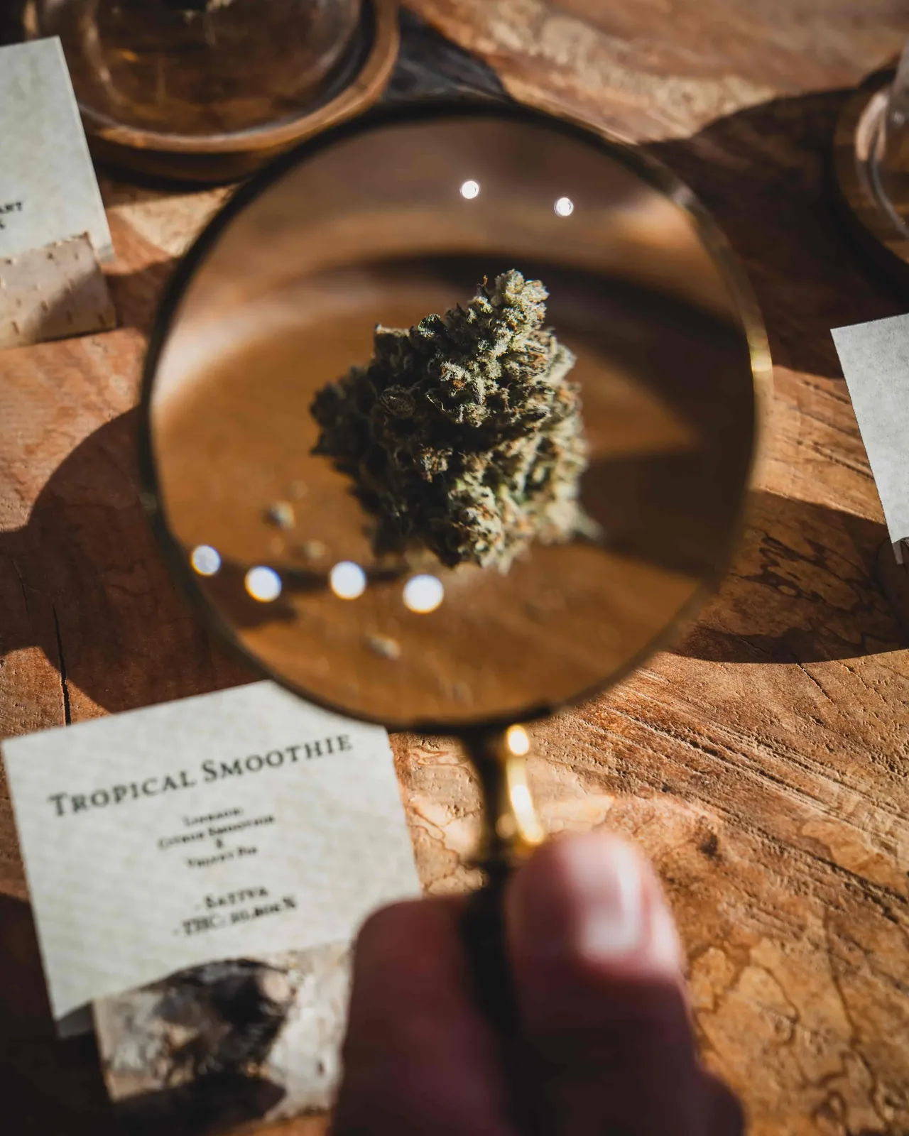 Sunkissed Farm Tropical Smoothie sativa cannabis varietal examined under a magnifying glass with tasting card visible, Vermont