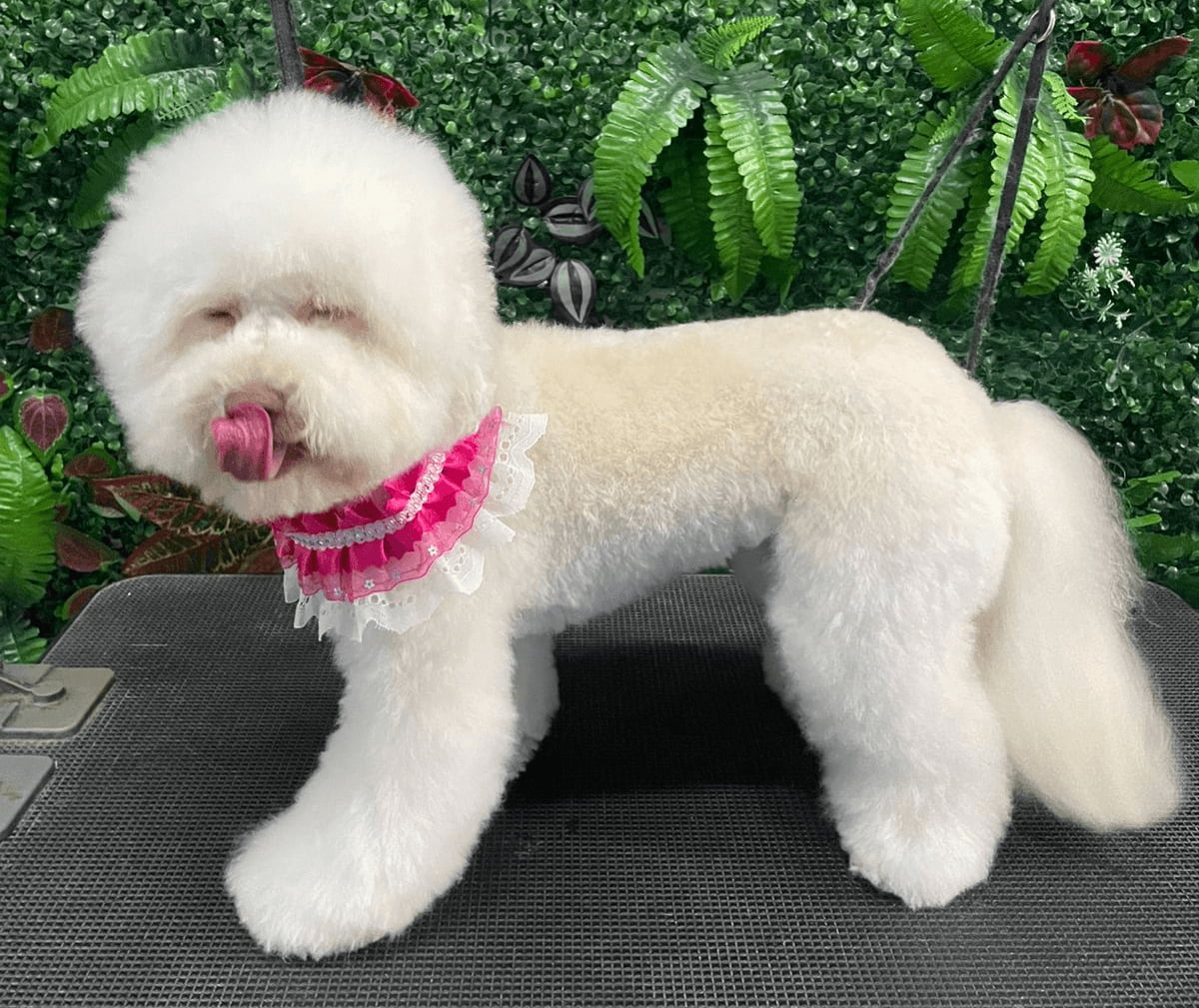 Perro blanco con collar rosado posando a camara con fondo natural