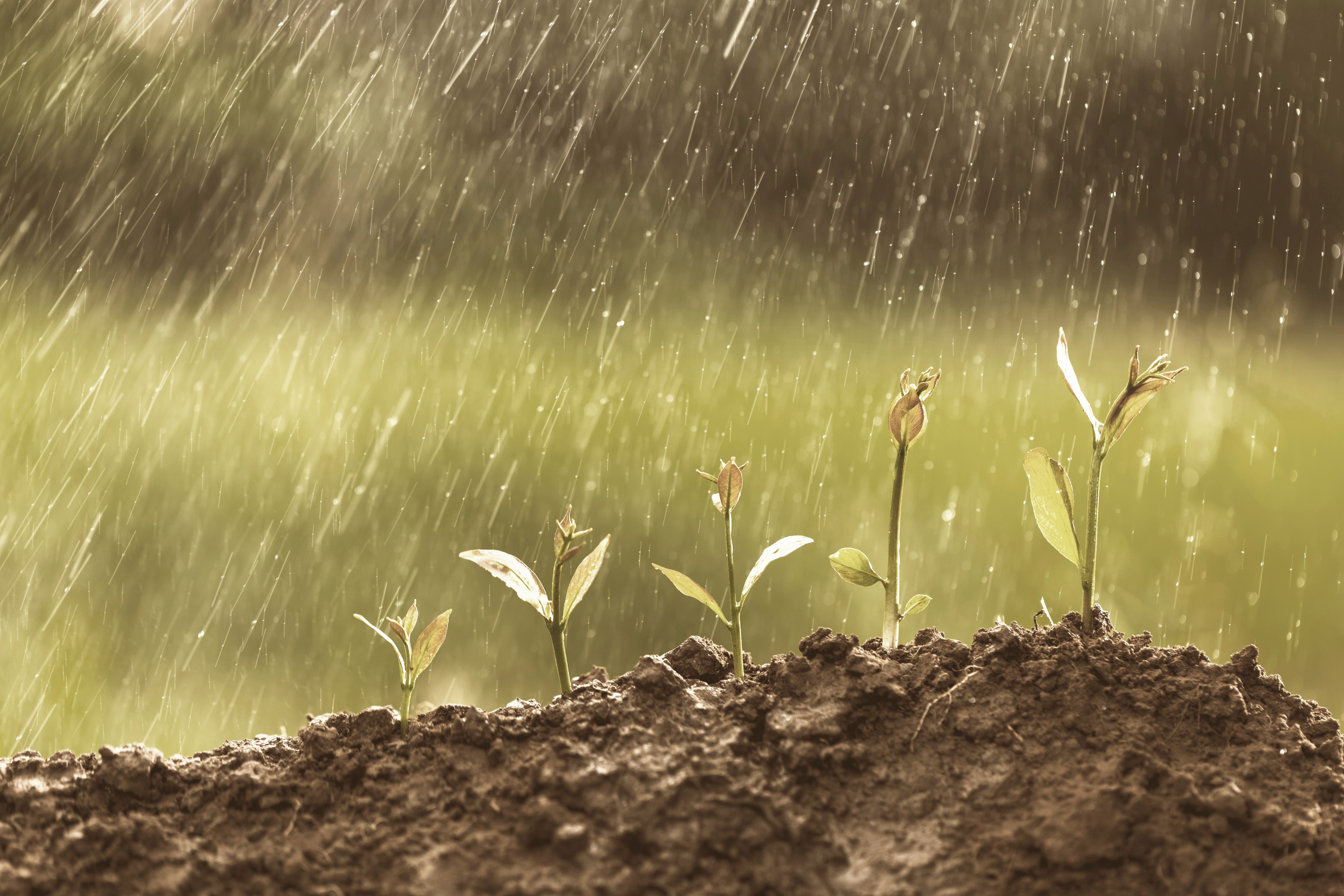 Close-up of small green seedlings growing in moist soil under gentle rainfall