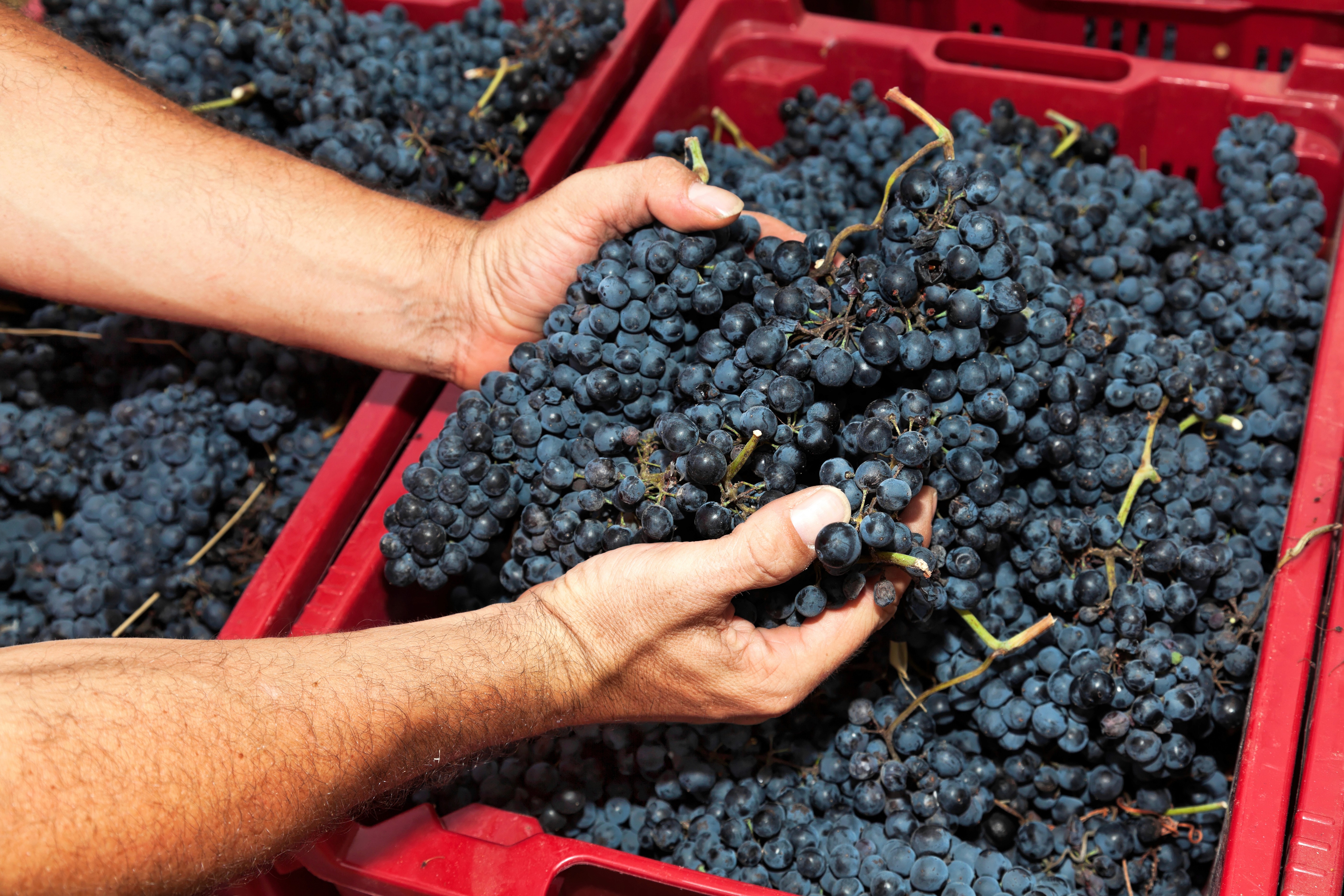 Hands sorting dark grapes in red crates at the sorting table