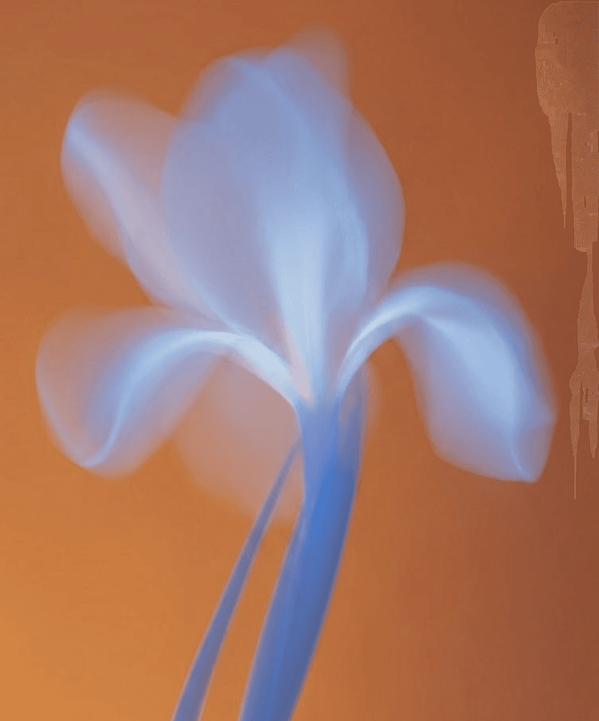 Soft focus light blue iris flower against orange background.