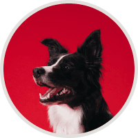 Portrait of medium black and white dog on red background