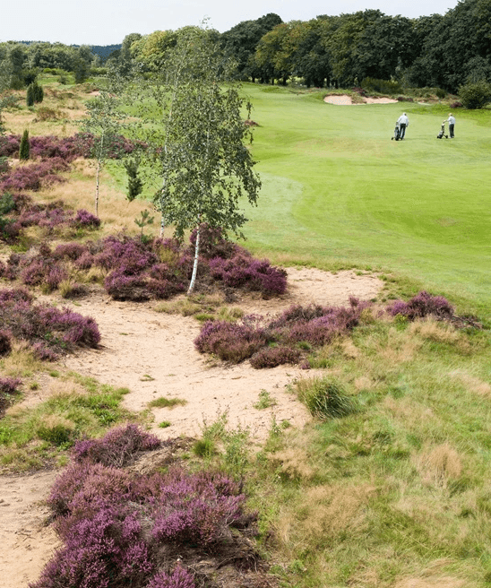 Golfbaan met heide