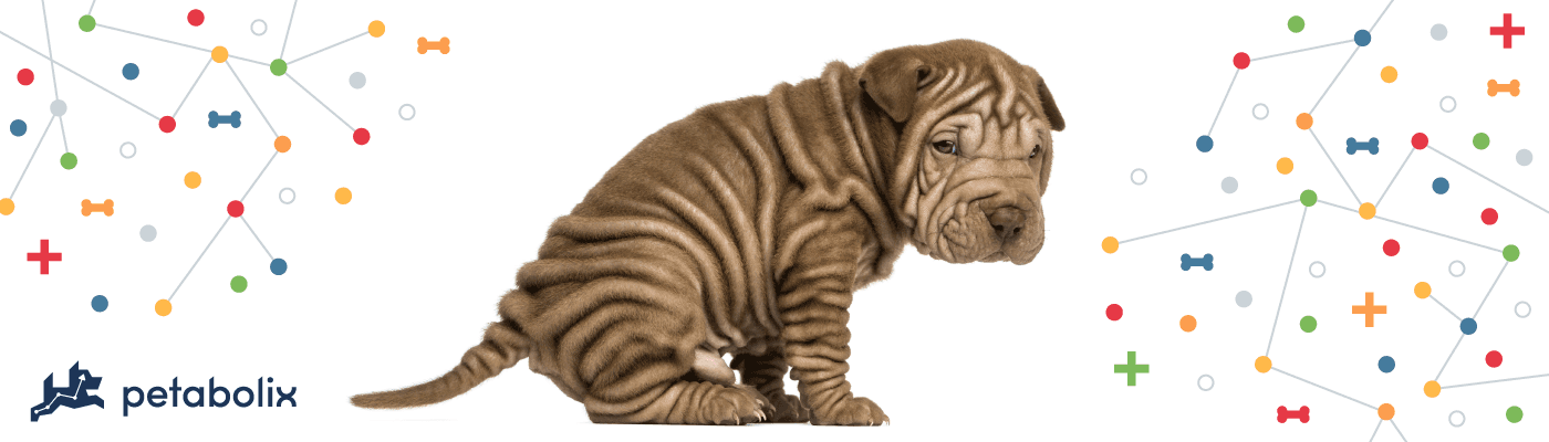 Chinese Shar-Pei image